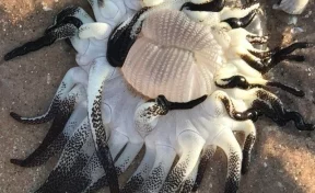Морское чудовище с множеством щупалец обнаружили в Австралии