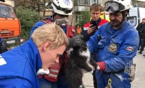 В Нижнем Тагиле из-под завалов обрушившегося дома спасли кота, его хозяев ищут