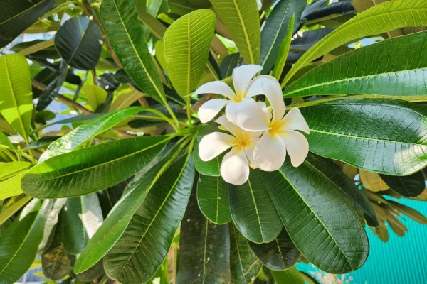 Кузбасс на чемоданах: жители региона заранее раскупают билеты на майские