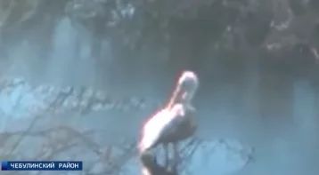 Фото: Кузбассовцы обнаружили на озере раненого пеликана 1