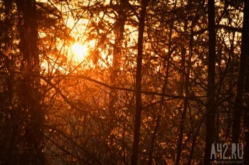 Фото: В Новгородской области спасатели нашли грибника, который заблудился и девять дней блуждал по лесу 1