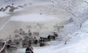 Синоптики: в Кузбассе в конце недели похолодает до -26