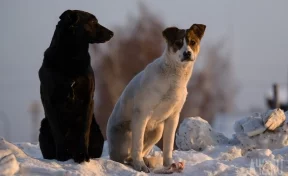 В Новокузнецке придумали план решения проблемы с бездомными животными