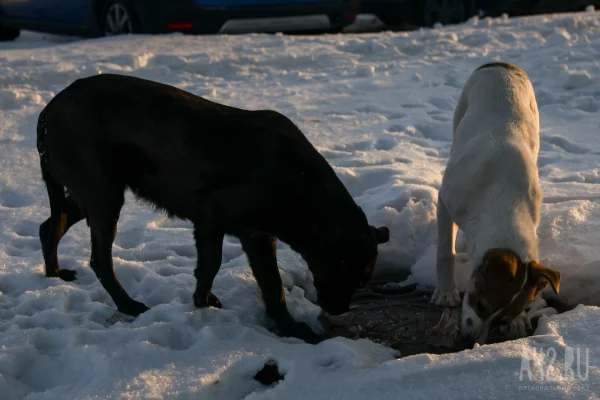 Администрация Новокузнецка заплатит покусанному собакой подростку 40 тысяч рублей