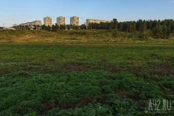 Фото: В Кузбассе школьника убило упавшим деревом 1