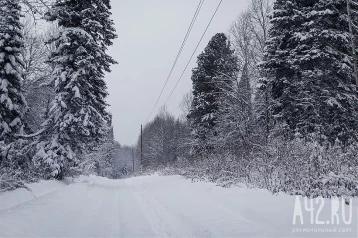Фото: Новокузнечанин выкапывал из снега урожай конопли и попался 1
