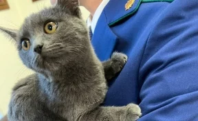 В центре Москвы спасли кота, который четыре дня провёл в машине без еды и воды 