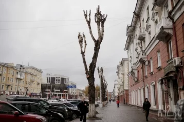 Фото: Власти Кемерова ответили на критику горожан из-за уродливой опиловки деревьев 1