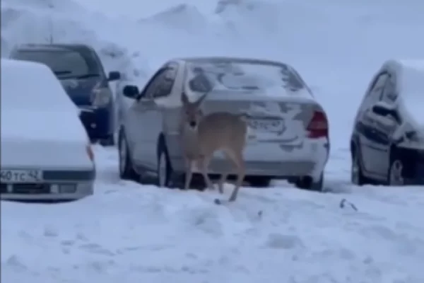 В минлесокомплекса Кузбасса объяснили, что делать, если косуля вышла к людям