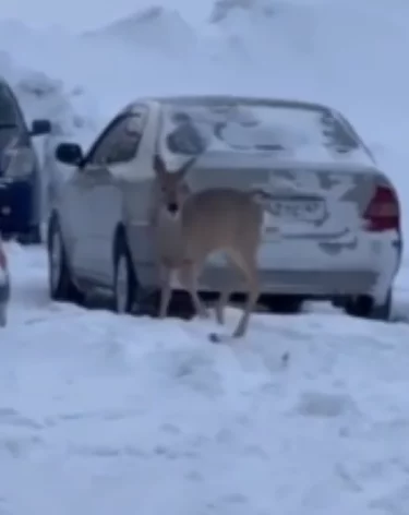 Фото: <a href=https://vk.com/wall-200752967_8546>Минлесокомплекса Кузбасса</a> / «ВКонтакте»