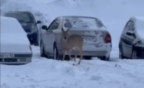 В минлесокомплекса Кузбасса объяснили, что делать, если косуля вышла к людям
