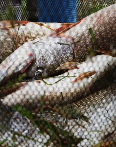 В Росрыболовстве рассказали, как землетрясения на Камчатке повлияют на рыбу