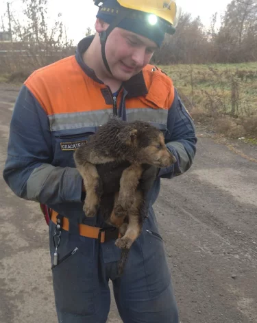 В Кемерове шесть щенков провалились в траншею теплотрассы