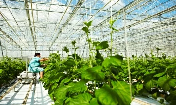 Фото: Тепличные овощи и зелень в Кузбассе будут выращивать по бережливым технологиям 1