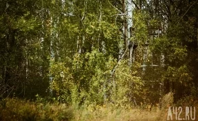Ушёл в лес и не вернулся: 50-летнего мужчину разыскивают в Кузбассе