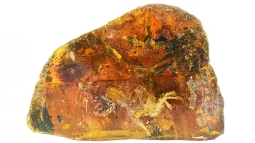 Фото: Учёные показали уникального птенца возрастом в 99 миллионов лет, застывшего в янтаре 1