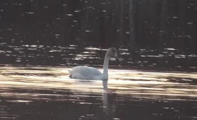 Житель Кузбасса снял на видео лебедя