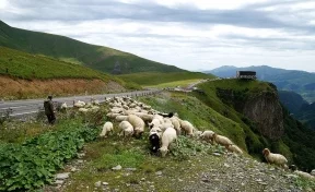 В Грузии пастух убил молодую семью из США