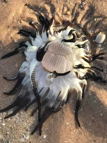 Фото: Морское чудовище с множеством щупалец обнаружили в Австралии 1