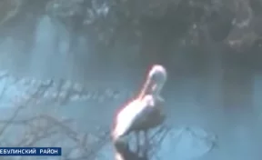 Кузбассовцы обнаружили на озере раненого пеликана
