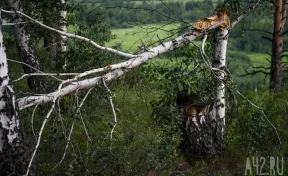 Кемеровчанам напомнили, куда обращаться из-за упавших от ветра деревьев