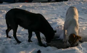 Администрация Новокузнецка заплатит покусанному собакой подростку 40 тысяч рублей