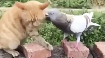 Фото: Видео дружеской драки кота и голубя рассмешило пользователей Сети 1