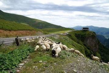Фото: В Грузии пастух убил молодую семью из США 1
