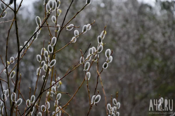 Дожди и туманы: синоптики рассказали о погоде на 8 апреля в Кузбассе