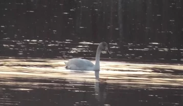 Фото: Житель Кузбасса снял на видео лебедя 1