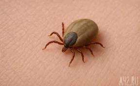 «Три прививки»: кузбассовцам напомнили, как правильно защищаться от клещей