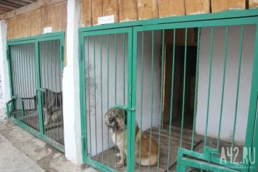 Фото: В надёжных лапах: как собаки служат в ГУФСИН 4