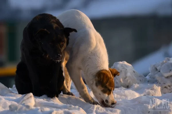 «У ребёнка сильнейший стресс»: в Кемерове спущенный с поводка пёс едва не загрыз чужую собаку