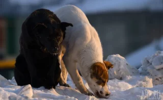 «У ребёнка сильнейший стресс»: в Кемерове спущенный с поводка пёс едва не загрыз чужую собаку
