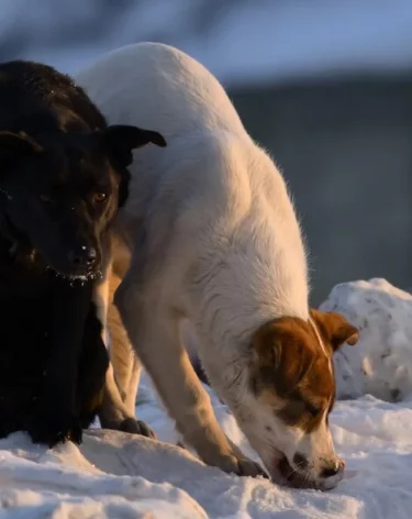 «У ребёнка сильнейший стресс»: в Кемерове спущенный с поводка пёс едва не загрыз чужую собаку