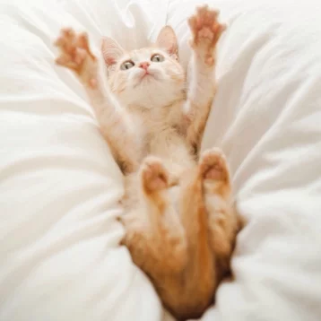 Фото: Возьми кота домой: как без вложений сделать успешный аккаунт в Instagram и пристраивать бездомных животных 11