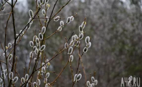 Дожди и туманы: синоптики рассказали о погоде на 8 апреля в Кузбассе