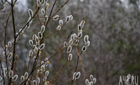 Дожди и туманы: синоптики рассказали о погоде на 8 апреля в Кузбассе