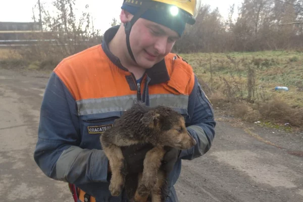 В Кемерове шесть щенков провалились в траншею теплотрассы