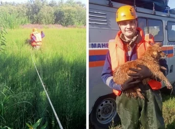 Фото: В Мариинске щенок попал в капкан, потребовалась помощь спасателей 1