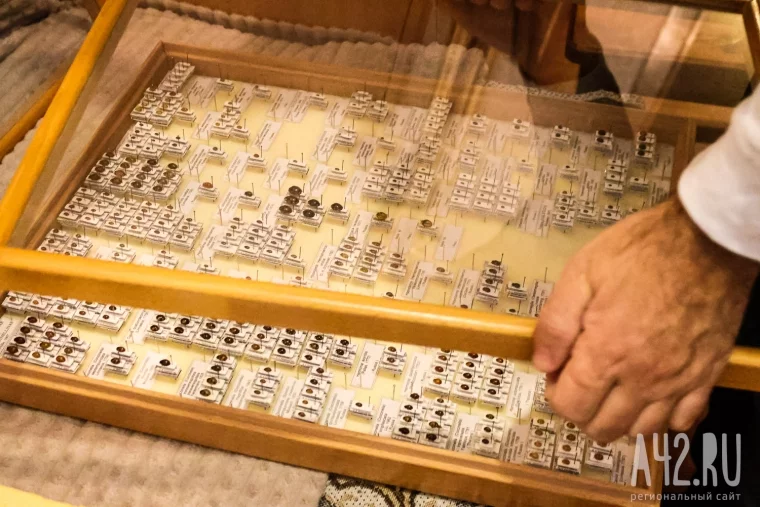 Фото: Полгода жил батраком в Таиланде, ловил бабочек в Перу, спасался от гигантских пиявок во Вьетнаме: как кемеровский энтомолог собрал 250 тысяч насекомых 33