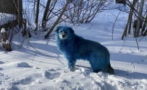 Жители российского города обнаружили на улицах синих собак
