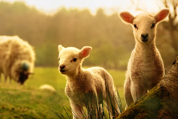 РСХБ оценил рост производства шерсти до 52 тысяч тонн к 2030 году