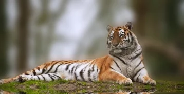 Фото: Клиенты РСХБ перечислили 150 млн рублей для сохранения популяции амурских тигров 1
