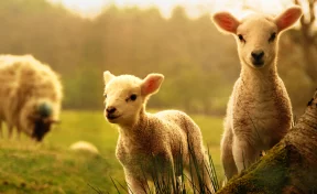 РСХБ оценил рост производства шерсти до 52 тысяч тонн к 2030 году