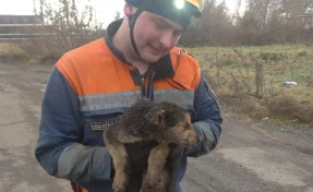 В Кемерове шесть щенков провалились в траншею теплотрассы