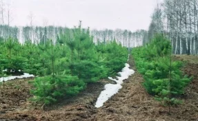До конца 2030 года в Кузбассе высадят 18 000 гектаров хвойных лесов