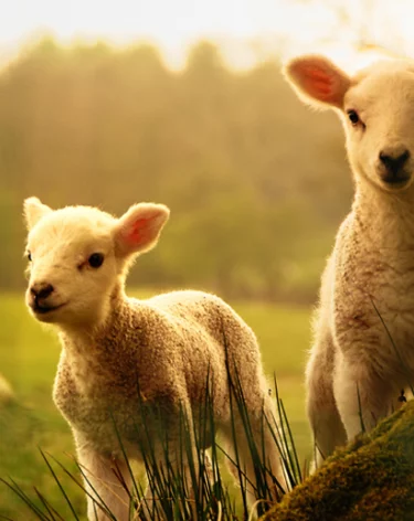 РСХБ оценил рост производства шерсти до 52 тысяч тонн к 2030 году