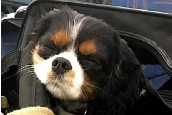 Спаниель Саломон первым из кузбасских питомцев поедет за границу в 2026 году