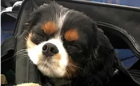 Спаниель Саломон первым из кузбасских питомцев поедет за границу в 2026 году